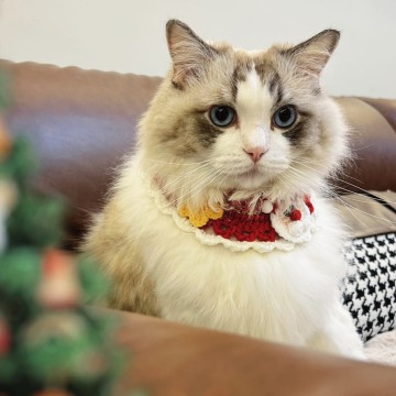 企业seo独立站搭建cn